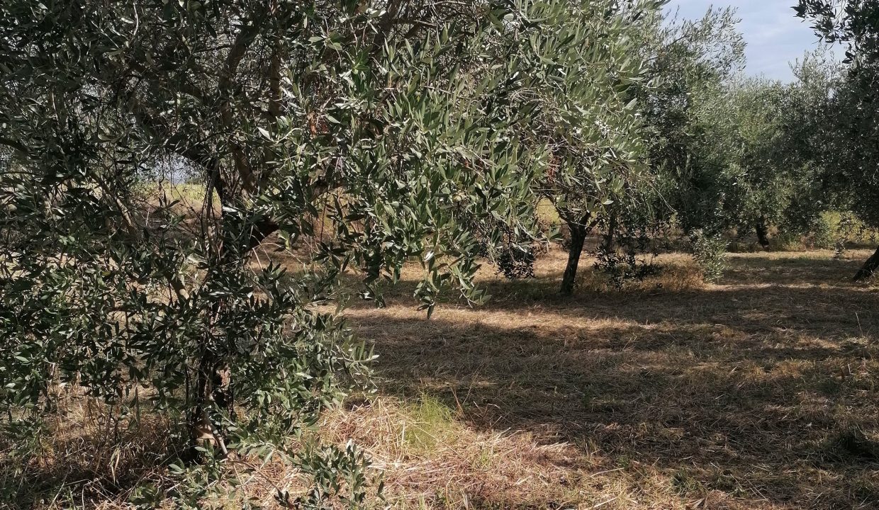 IMG_20260917_095155